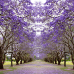 Avenue of vibrant purple jacaranda flowers on trees in Brisbane