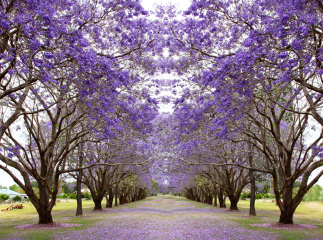 Avenue of vibrant purple jacaranda flowers on trees in Brisbane