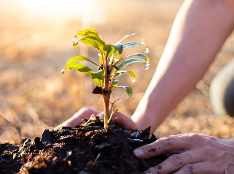 Hands planting a young native tree seedling in soil, representing Home Loan Experts’ commitment to planting a tree for every customer review.